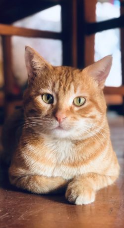 pexels-nantenaina-andrianjaka-8517489 pexels-nantenaina-andrianjaka-8517489