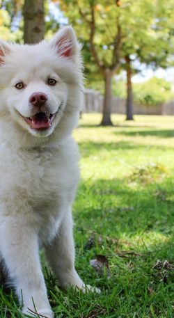 pexels-pixabay-247937 pexels-pixabay-247937