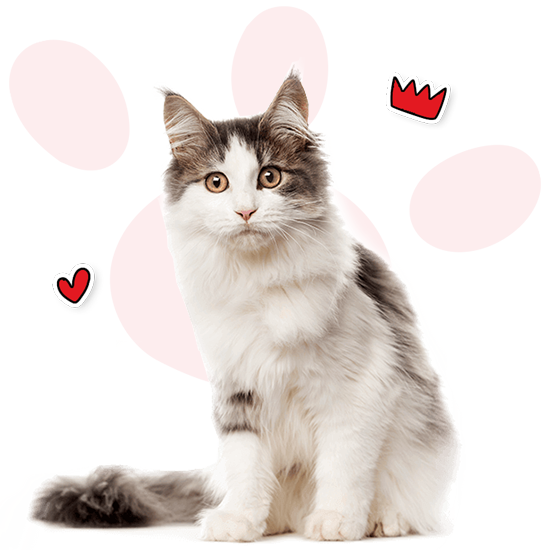 about us Cat Care in UK